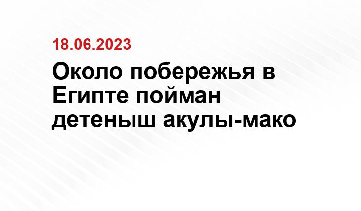 Около побережья в Египте пойман детеныш акулы-мако