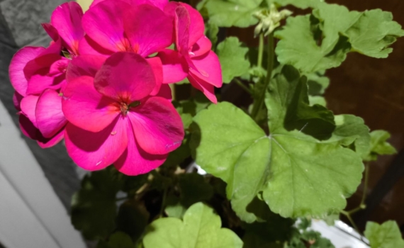 7 важных дел в марте для пеларгонии: как разбудить герань и подготовить к цветению — до ноября 7 важных дел в марте для пеларгонии: как разбудить герань и подготовить к цветению — до ноября