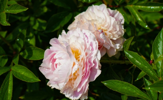 Король садового участка: посадил раз — любуешься полвека без пересадок Король садового участка: посадил раз — любуешься полвека без пересадок