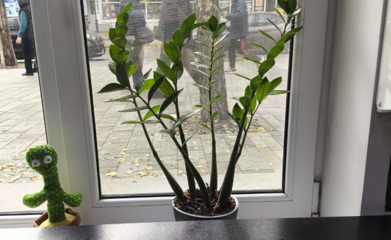 Дом для долларового дерева: как не ошибиться с выбором горшка — где замиокулькас растет быстрее Дом для долларового дерева: как не ошибиться с выбором горшка — где замиокулькас растет быстрее